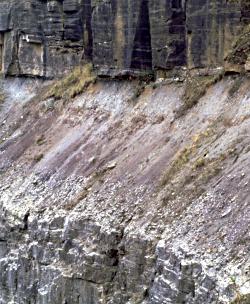 Fossiler Boden aus dem Unterkarbon, Llanelly Quarry, Wales